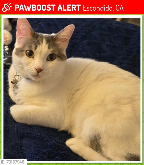 Lost Female Cat last seen Via Rancho Parkway/Lomas Serenas, Escondido, CA 92029