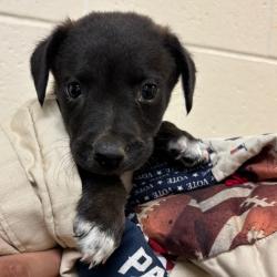 Shelter Stray Male Dog last seen , 2350 Appling City Cove, Memphis, TN 38133, USA