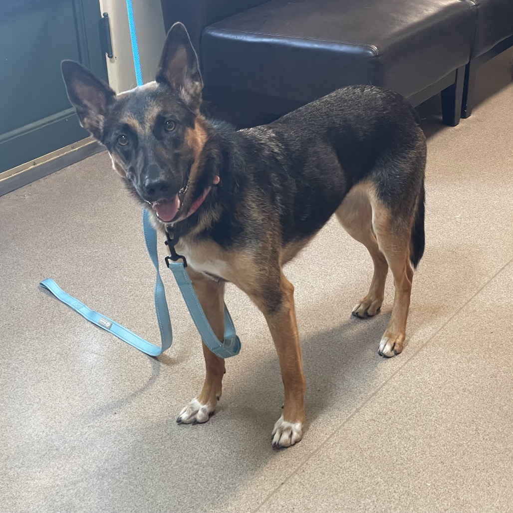 Shelter Stray Female Dog last seen , 361 S Raymond Ave, Pasadena, CA 91105, USA
