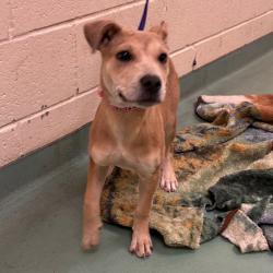 Shelter Stray Female Dog last seen , 2350 Appling City Cove, Memphis, TN 38133, USA