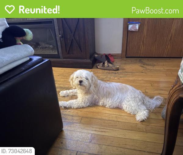 Reunited Male Dog last seen Greater missionary Baptist church, Minneapolis, MN 55406