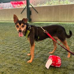 Shelter Stray Female Dog last seen , 361 S Raymond Ave, Pasadena, CA 91105, USA