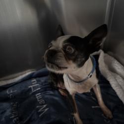 Shelter Stray Female Dog last seen , 2350 Appling City Cove, Memphis, TN 38133, USA