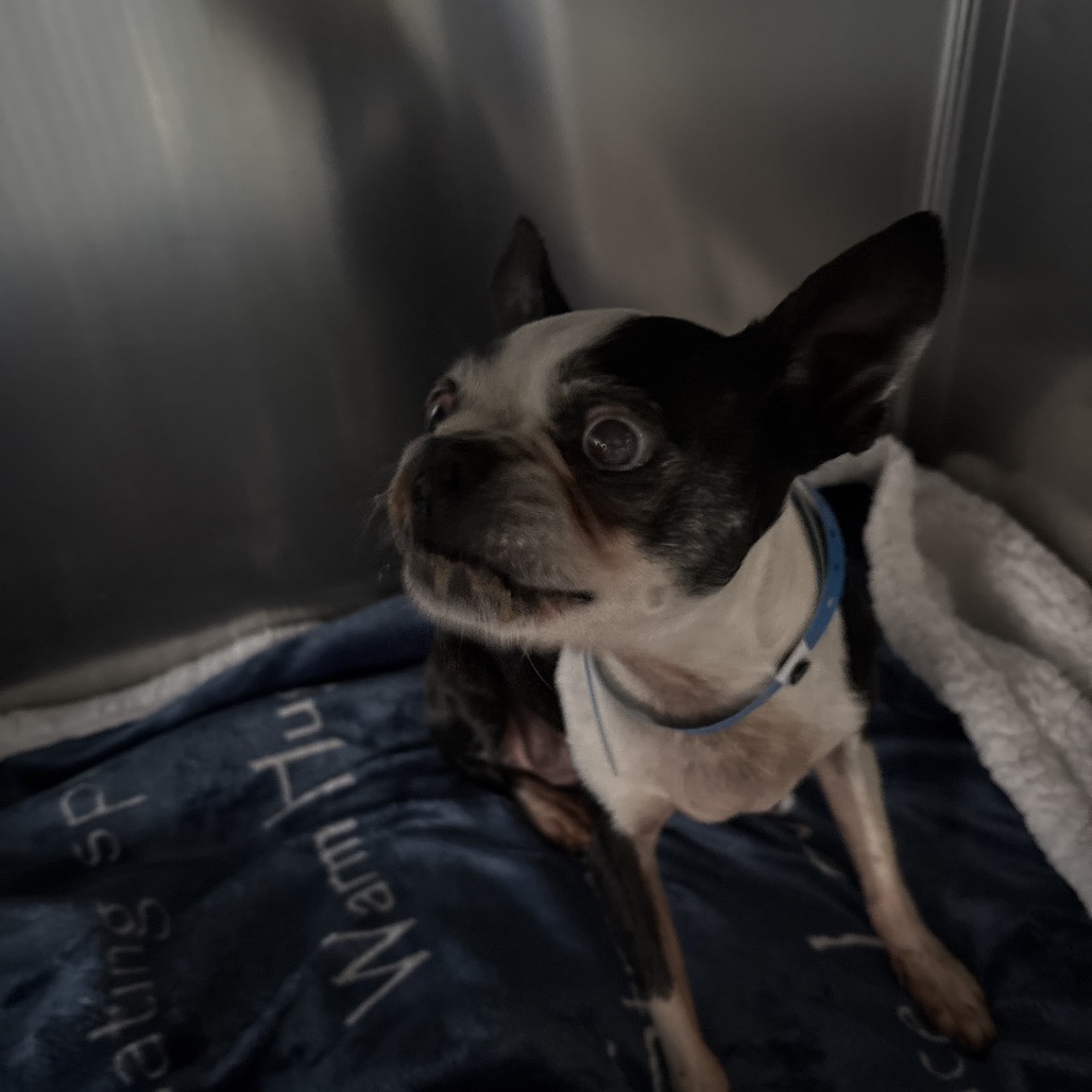 Shelter Stray Female Dog last seen , 2350 Appling City Cove, Memphis, TN 38133, USA