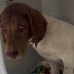 Shelter Stray Female Dog last seen , 2350 Appling City Cove, Memphis, TN 38133, USA