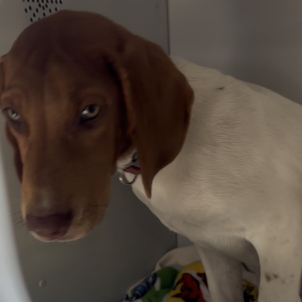 Shelter Stray Female Dog last seen , 2350 Appling City Cove, Memphis, TN 38133, USA