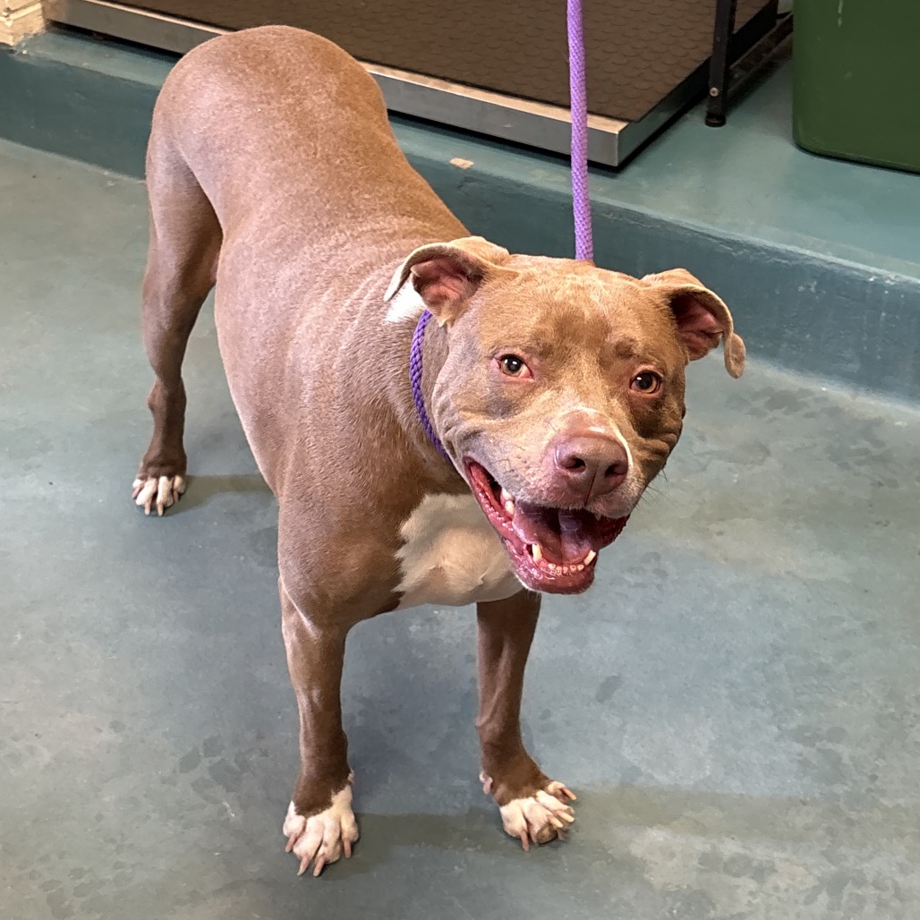 Shelter Stray Male Dog last seen , 2350 Appling City Cove, Memphis, TN 38133, USA