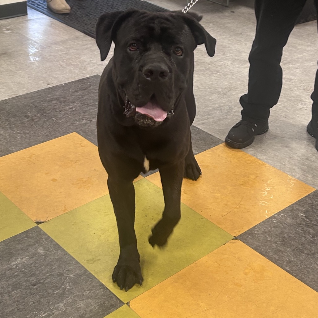 Shelter Stray Male Dog last seen , Animal Care & Control Team of Philly, 111 W Hunting Park Ave, Philadelphia, PA 19140, USA