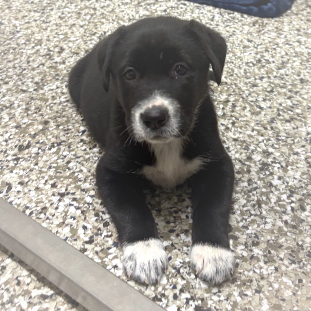 Shelter Stray Female Dog last seen , 425 Kirksey Dr, Morganton, NC 28655, USA