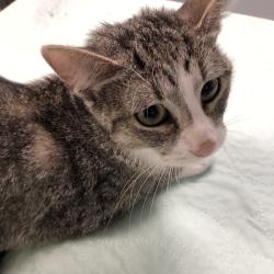 Shelter Stray Unknown Cat last seen , 1013 Garfield St, Oak Park, IL 60304, USA