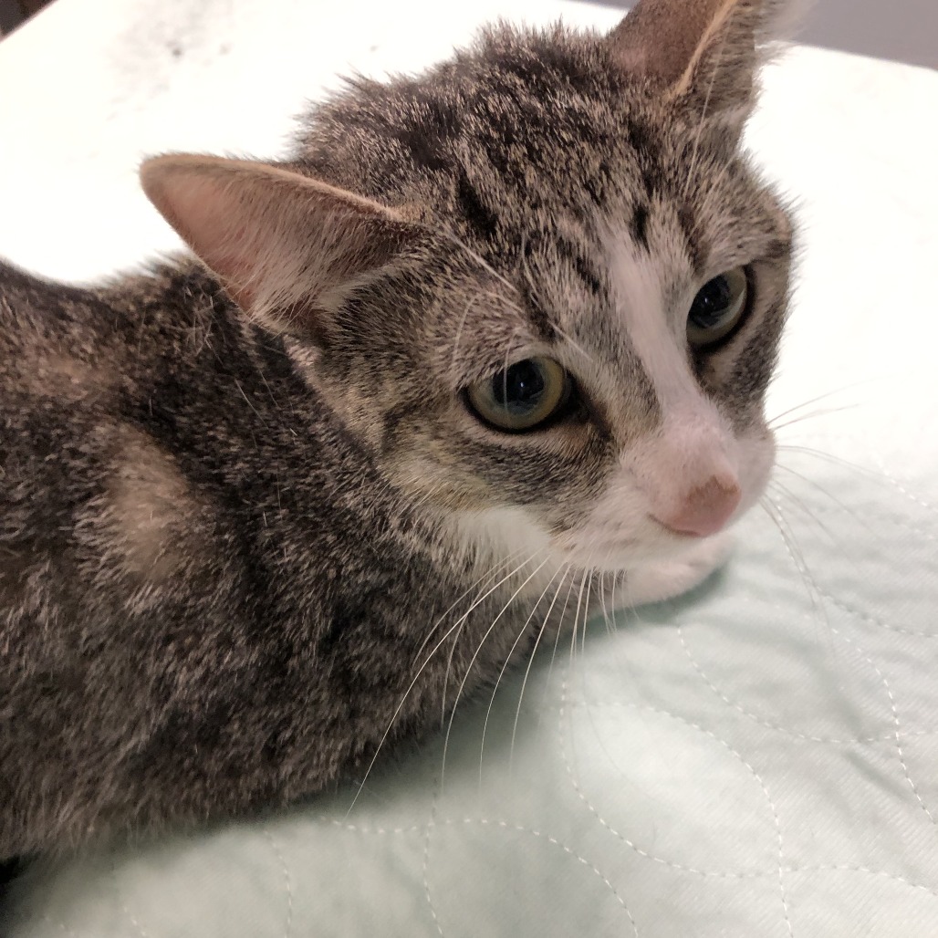 Shelter Stray Female Cat last seen , 1013 Garfield St, Oak Park, IL 60304, USA