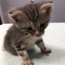 Shelter Stray Unknown Cat last seen , 1013 Garfield St, Oak Park, IL 60304, USA