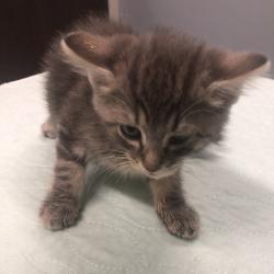 Shelter Stray Unknown Cat last seen , 1013 Garfield St, Oak Park, IL 60304, USA