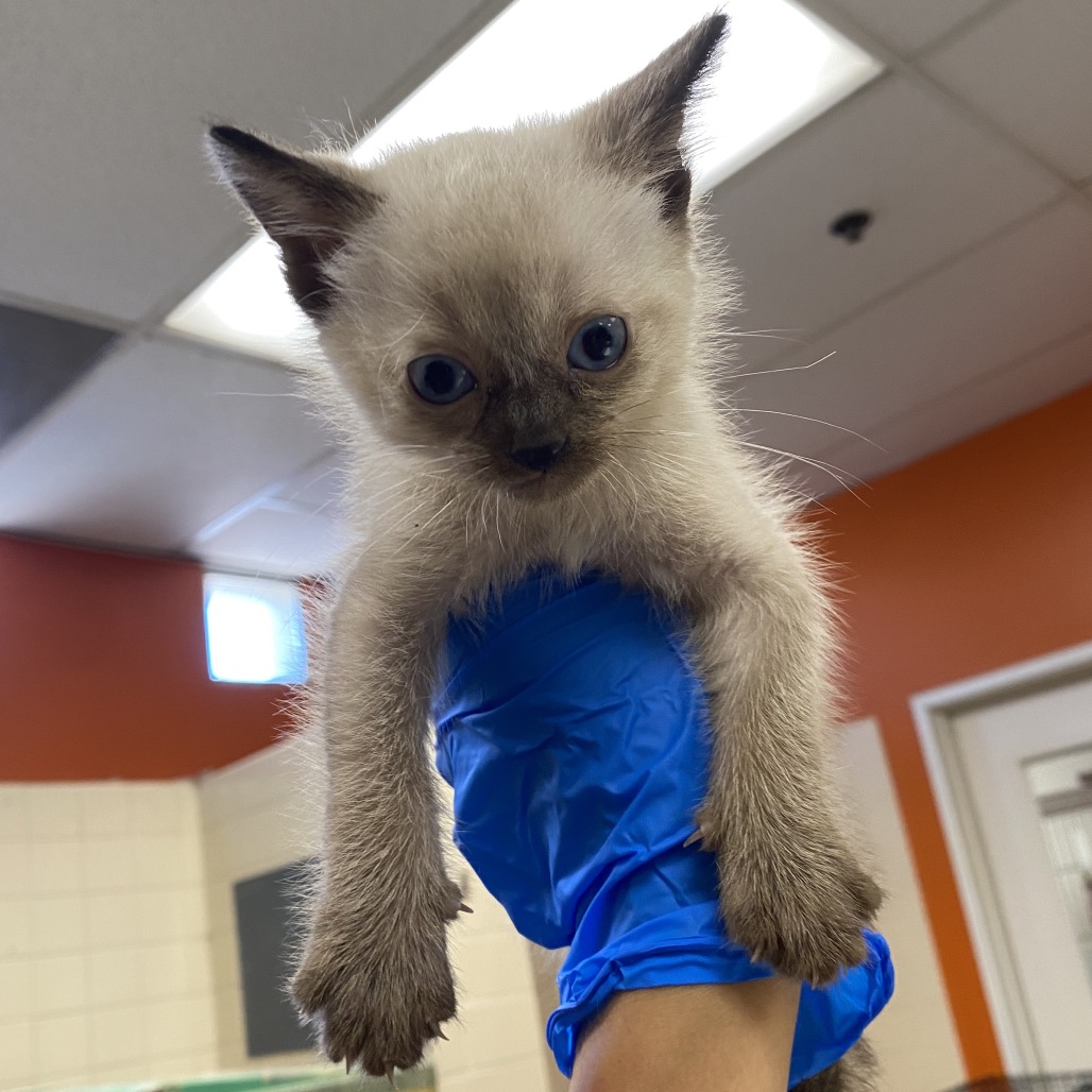 Shelter Stray Unknown Cat last seen , 6621 Westminster Ave, Garden Grove, CA 92844, USA