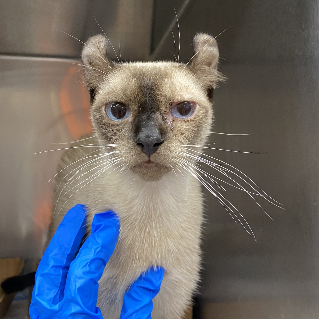 Shelter Stray Female Cat last seen , 6621 Westminster Ave, Garden Grove, CA 92844, USA