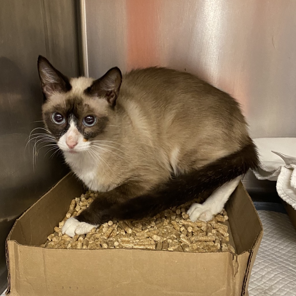 Shelter Stray Unknown Cat last seen , 6621 Westminster Ave, Garden Grove, CA 92844, USA