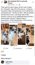 Found/Stray Male Dog last seen Cactus bend Drive, San Antonio, TX 78254