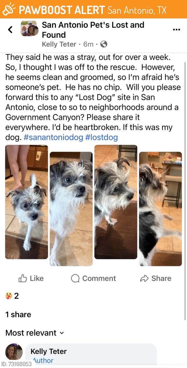 Found/Stray Male Dog last seen Cactus bend Drive, San Antonio, TX 78254