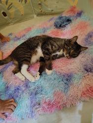 Lost Male Cat last seen We have an exit to Frank Sinatra and we are nearby Sun City, Palm Desert, CA 92211