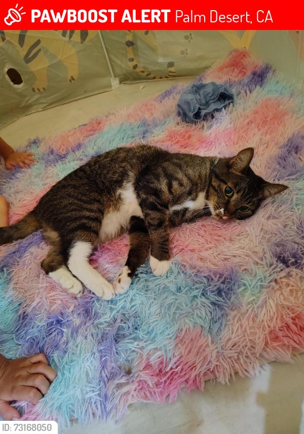 Lost Male Cat last seen We have an exit to Frank Sinatra and we are nearby Sun City, Palm Desert, CA 92211