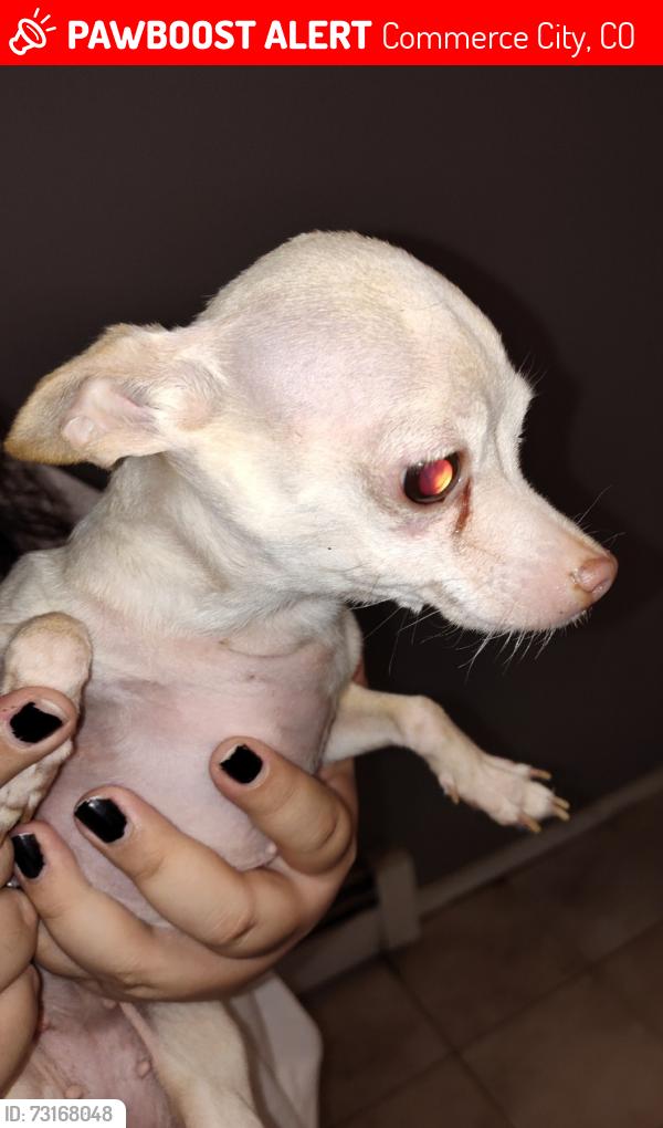 Lost Female Dog last seen 67th street, Commerce City, CO 80022