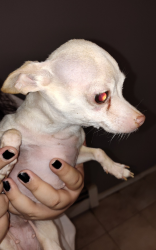 Lost Female Dog last seen 67th street, Commerce City, CO 80022