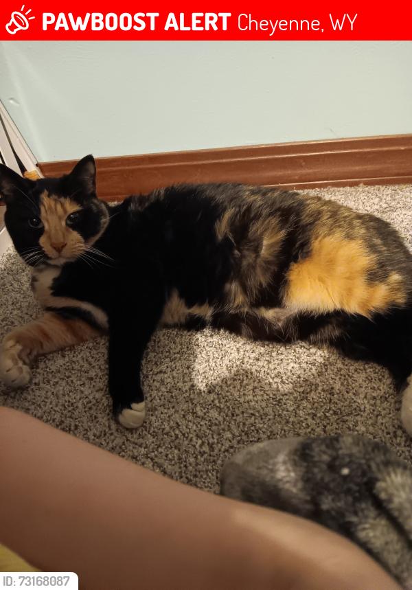 Lost Female Cat last seen Ave B-2, Lonesome Ct, Cheyenne, WY 82007