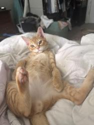 Lost Male Cat last seen Cedar ln, Knoxville, TN 37918