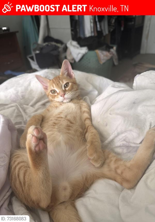 Lost Male Cat last seen Cedar ln, Knoxville, TN 37918