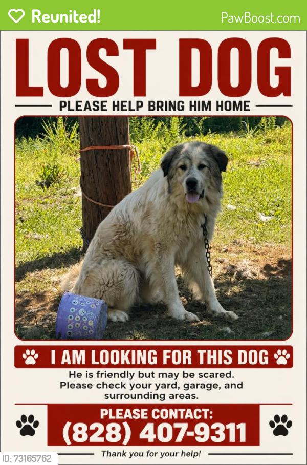 Reunited Male Dog last seen Near Udell Ct, Asheville, NC 28806, USA, Asheville, NC 28806
