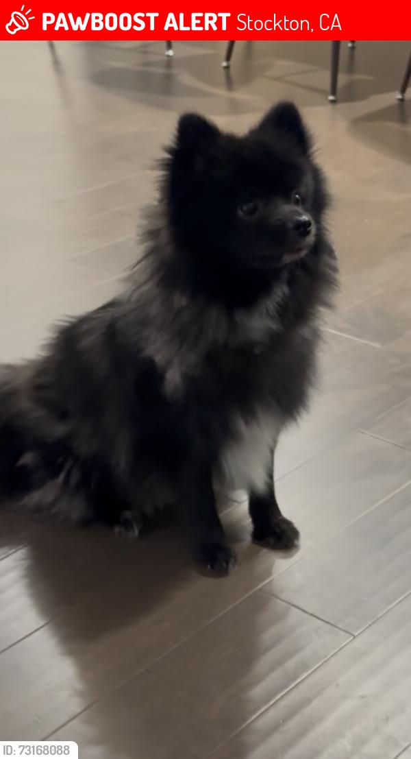 Lost Male Dog last seen Mendocino ave in Stockton, Stockton, CA 95204