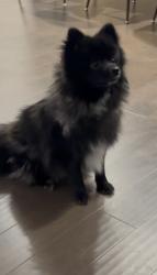 Lost Male Dog last seen Mendocino ave in Stockton, Stockton, CA 95204