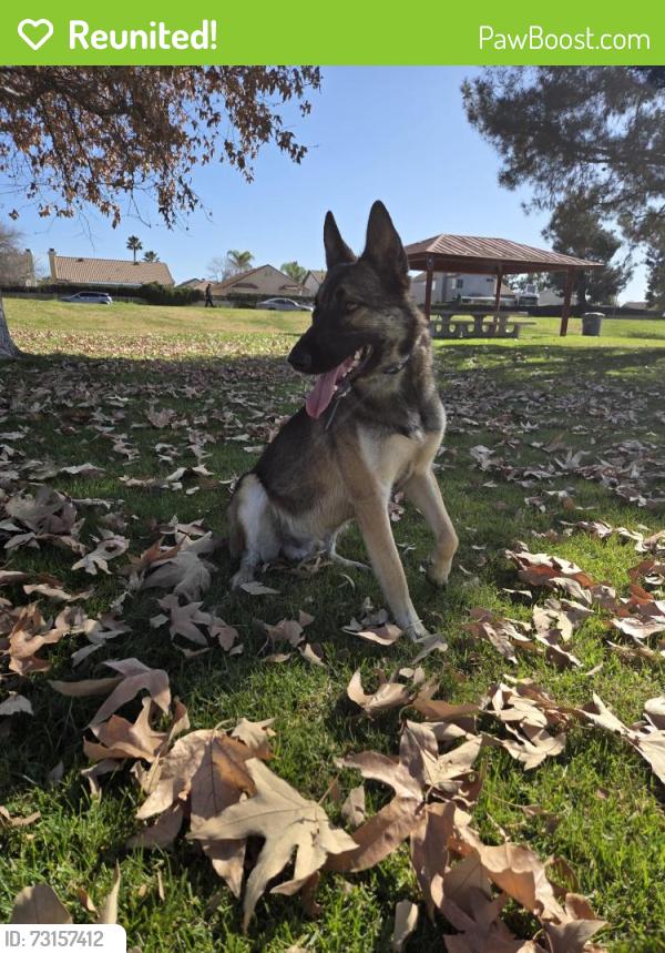 Reunited Male Dog last seen Stetson and Buena Vista, Hemet, CA 92543