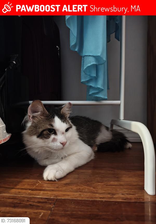 Lost Male Cat last seen Jordan Pound, Shrewsbury, MA 01545
