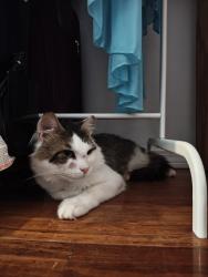Lost Male Cat last seen Jordan Pound, Shrewsbury, MA 01545