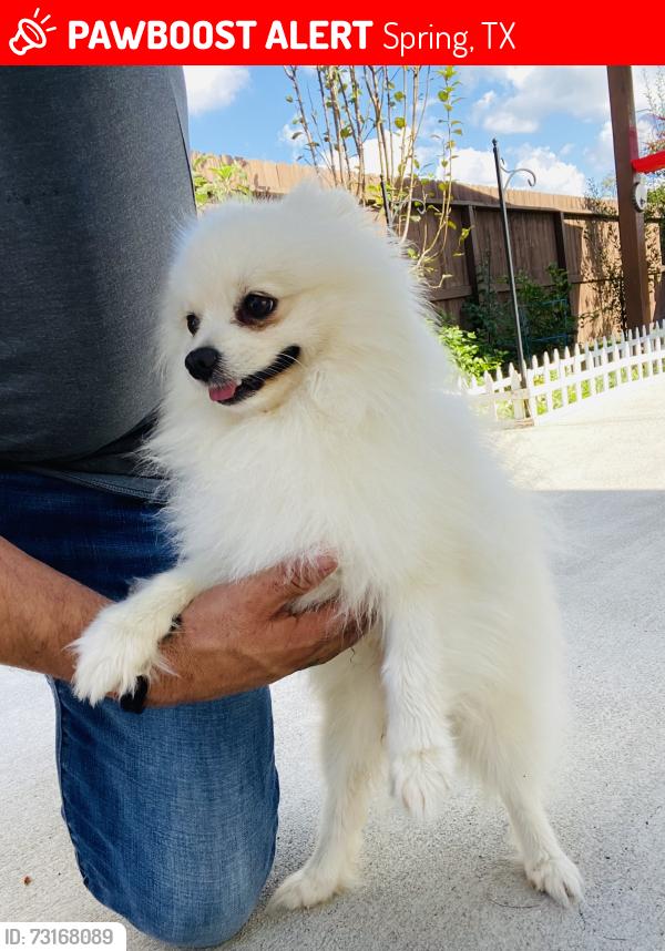 Lost Male Dog last seen Old town spring, Spring, TX 77373