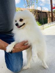 Lost Male Dog last seen Old town spring, Spring, TX 77373