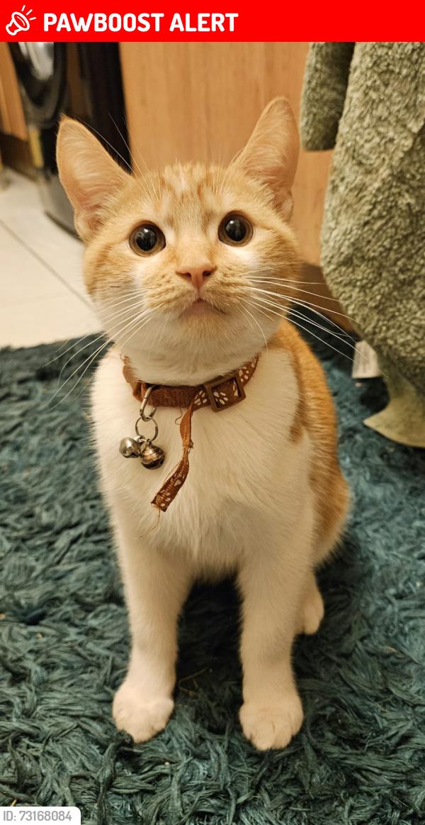 Lost Male Cat last seen Broadway west ws14dz, West Midlands, England WS1 4DZ