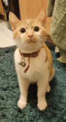 Lost Male Cat last seen Broadway west ws14dz, West Midlands, England WS1 4DZ