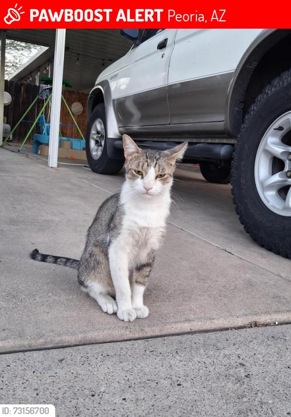 Lost Male Cat last seen Peoria Polynesian Village, Peoria, AZ 85345