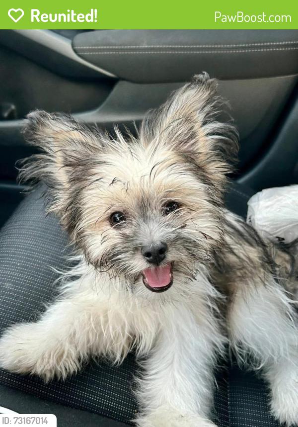 Reunited Male Dog last seen Hancock bridge & Cultural apark, Cape Coral, FL 33990