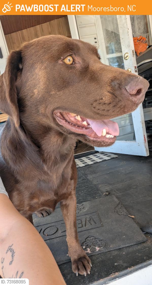 Found/Stray Male Dog last seen My hse, Mooresboro, NC 28114