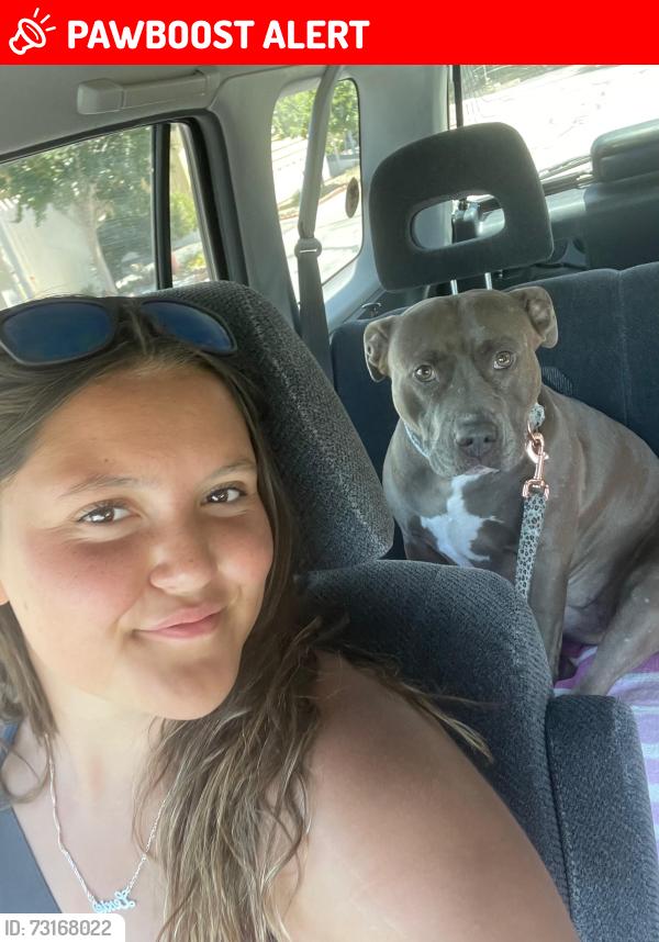 Lost Female Dog last seen Alessandro and Ramona Expressway by Riverbed, Riverside County, CA 92583