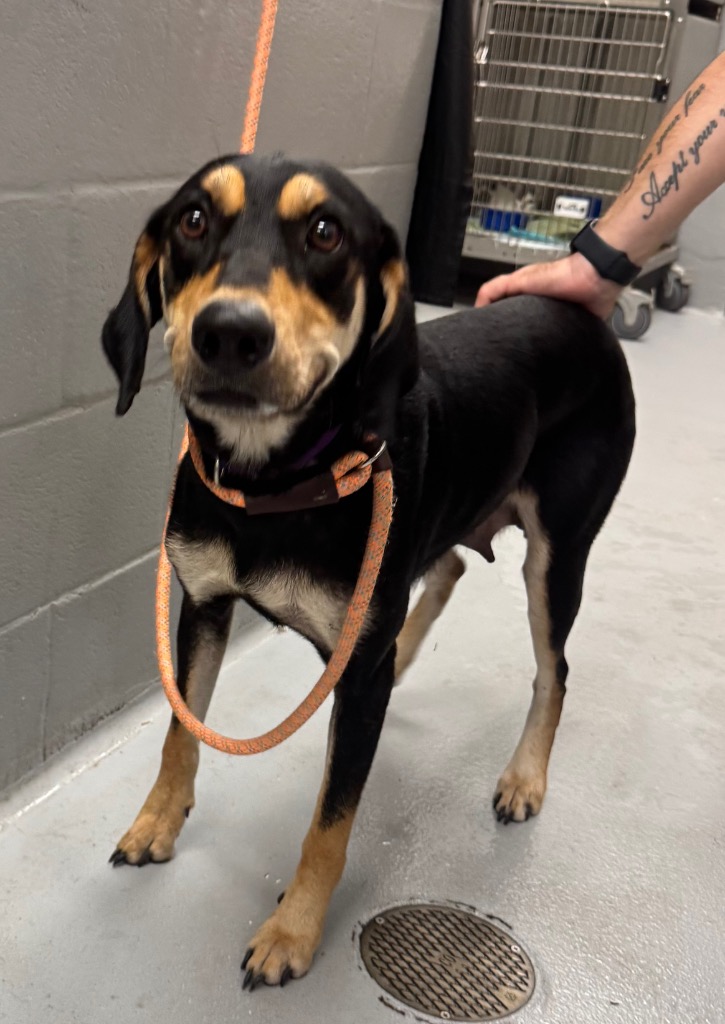 Shelter Stray Female Dog last seen Midwest City, 8485 E Reno Ave, Midwest City, OK 73110, USA