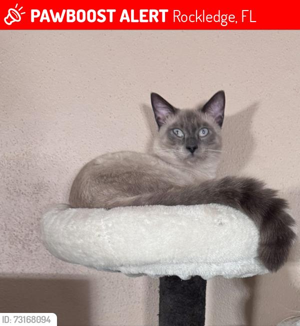 Lost Male Cat last seen Fiske blvd, Rockledge, FL 32955