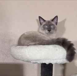 Lost Male Cat last seen Fiske blvd, Rockledge, FL 32955