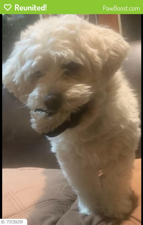Reunited Female Dog last seen Near Marrison & Brown, Indianapolis, IN 46226