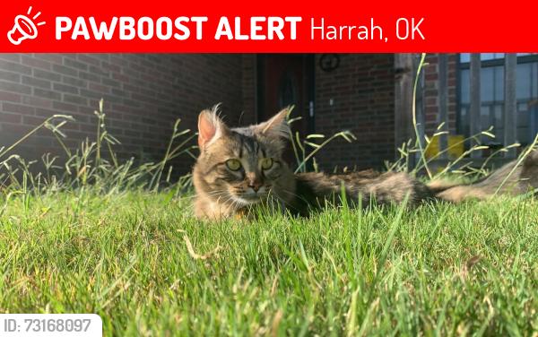 Lost Male Cat last seen Near Palmer rd. Harrah Oklahoma, Harrah, OK 73045