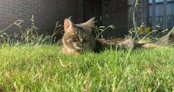 Lost Male Cat last seen Near Palmer rd. Harrah Oklahoma, Harrah, OK 73045