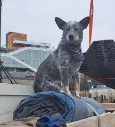 Lost Male Dog last seen Delaney and Hwy 78. Near train tracks, Newark, NJ 07114